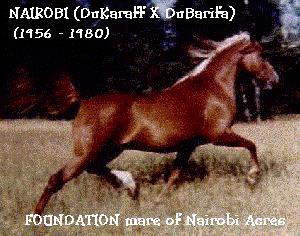 webrobis